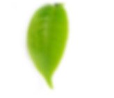 Pure Desi ghee Supplier 